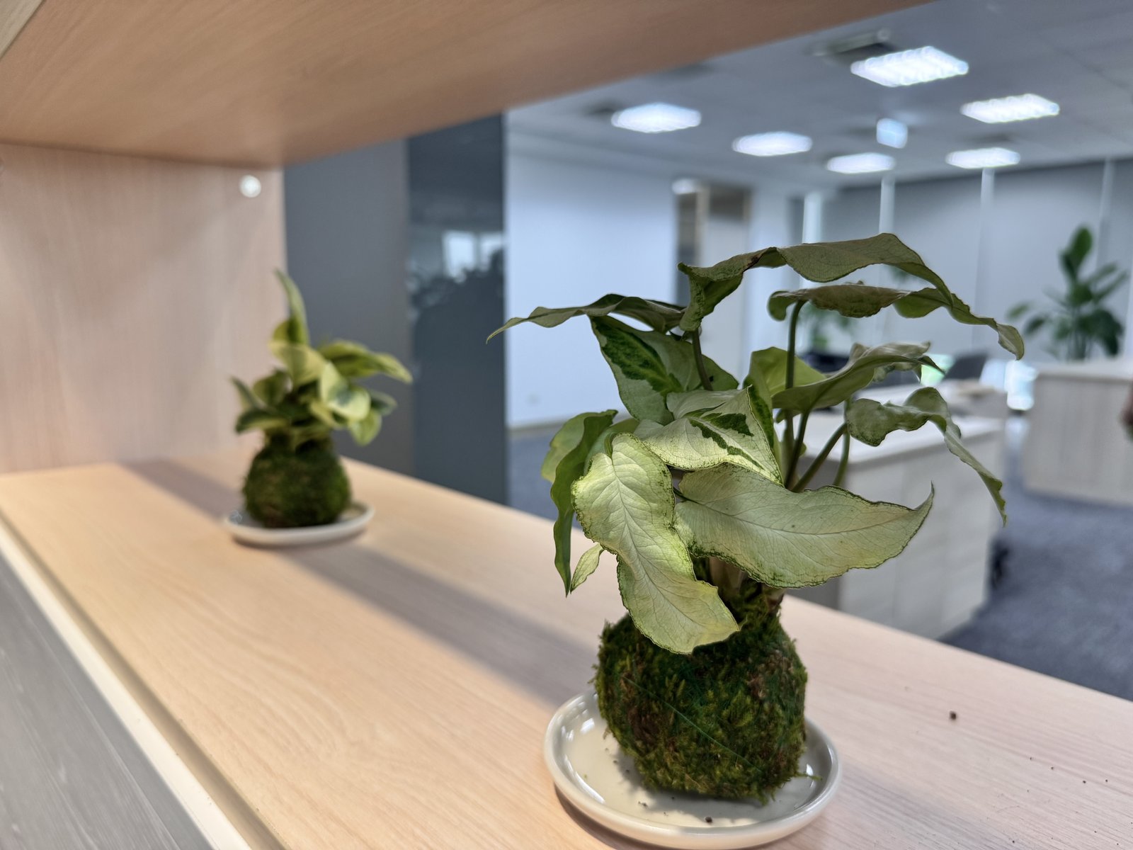 完成的水苔球植物作品