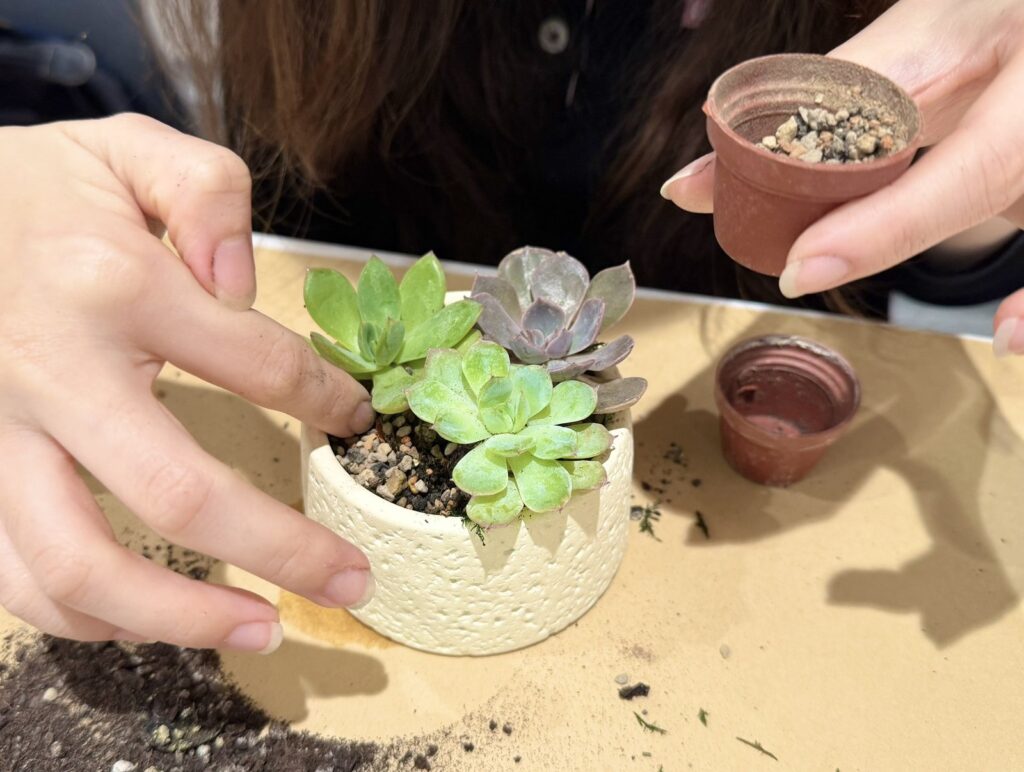 多肉植物盆栽手作完成作品