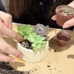多肉植物盆栽手作完成作品