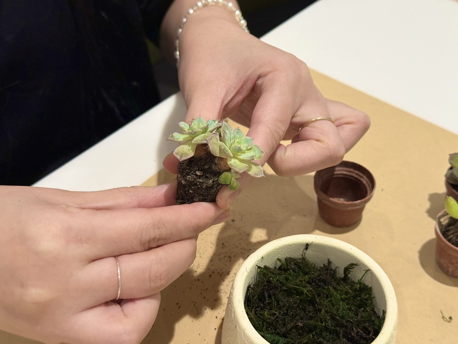 多肉植物上盆過程