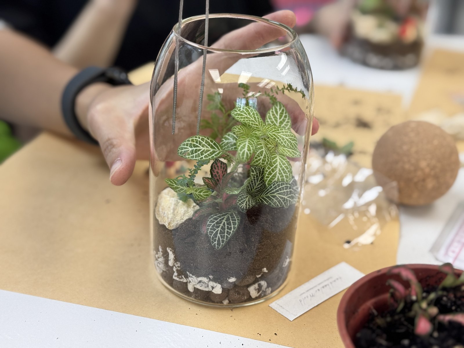 生態瓶植物配置完成細節