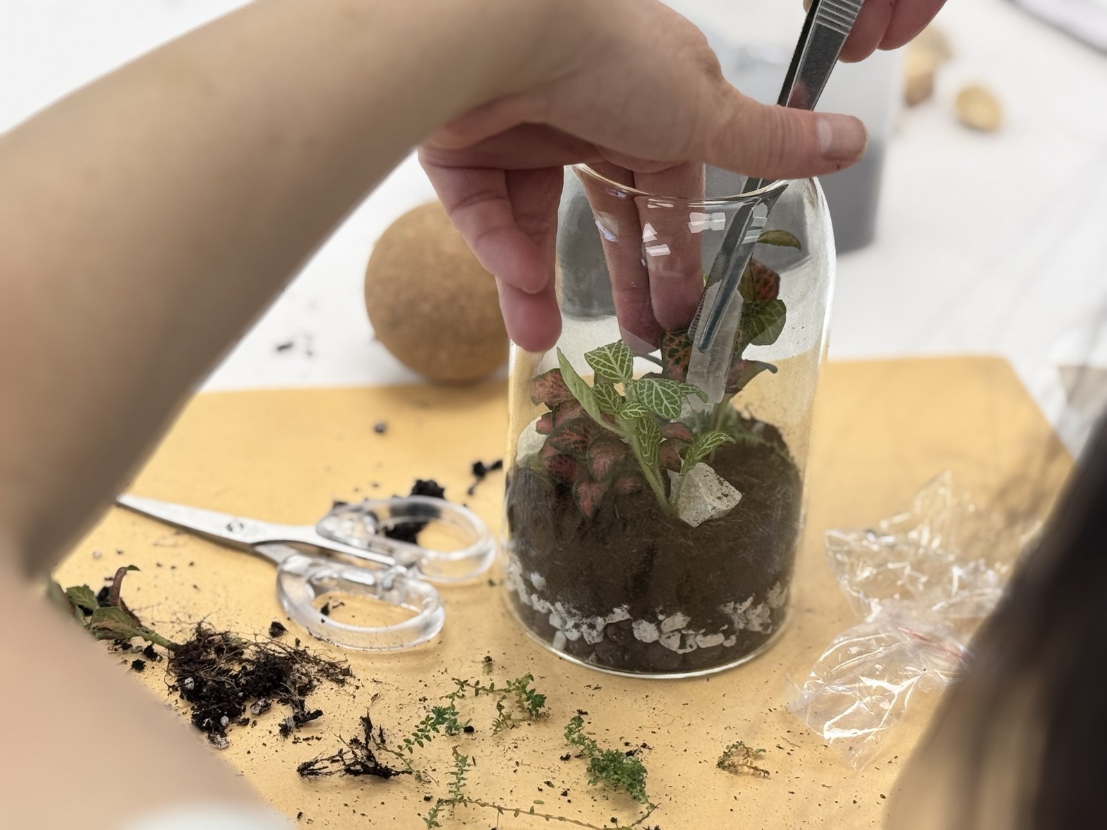 生態瓶植物配置過程